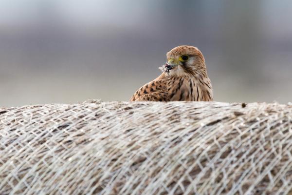 Bild 1 von 16: Im Bild: Turmfalke beim Kröpfen.