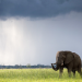 Tödliches Afrika - Tierisches Wettrüsten