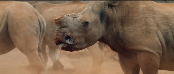 Bild 1 von 8: Nashorn-Horn besteht aus Keratin und wächst nach, wenn es abgesägt wurde.