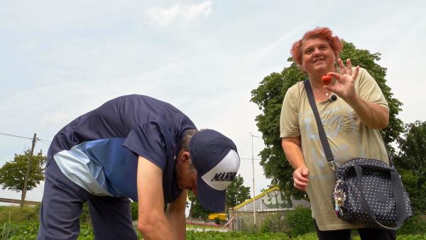 Bild 1 von 2: Carmen und Dieter sind heute an der frischen Luft unterwegs. Sie wollen nämlich Erdbeeren vom Feld pflücken.