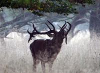 Wunderwelt Wald