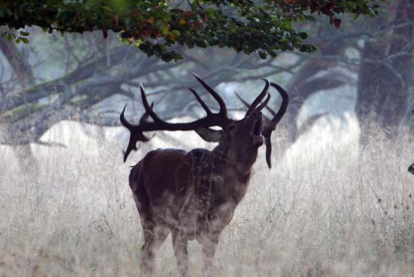 Bild 1 von 3: Wunderwelt Wald