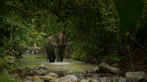 Bild 1 von 6: Ein Elefant im Wald.