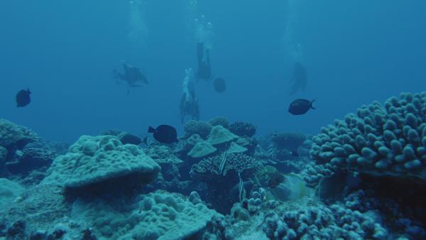Bild 1 von 5: Antje Boetius begleitet Naturschützer in das Riff vor der Insel Rarotonga. Hier machen sie Jagd auf den gefährlichen Rifffresser: Dornenkronenseesterne.