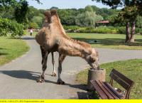 Tierärztin Dr. Mertens