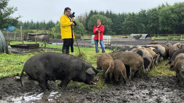 Bild 1 von 1: Tarik Rose hoch oben im Norden kurz vor der dänischen Grenze im Örtchen Lexgaard zu Gast. Solveig Steensen führt dort eine idyllische hundertprozentige Freilandhaltung alter Schweinerassen.