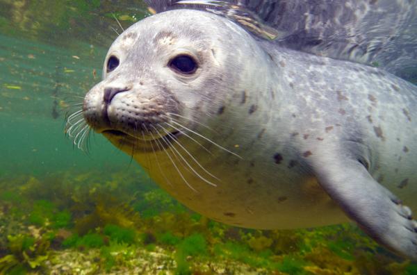 Bild 1 von 3: Unabhängig von Alter und Geschlecht haben Robben  einen großen Spieltrieb.