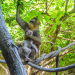 Bronx Zoo - Tierpark der Superlative