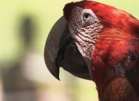 Das Waisenhaus für wilde Tiere