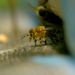 Die Bienenflüsterer