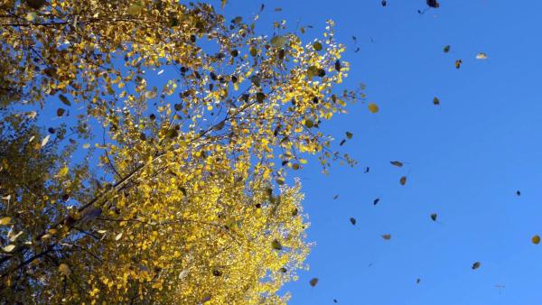 Bild 1 von 30: Im Bild: Herbsteinzug.