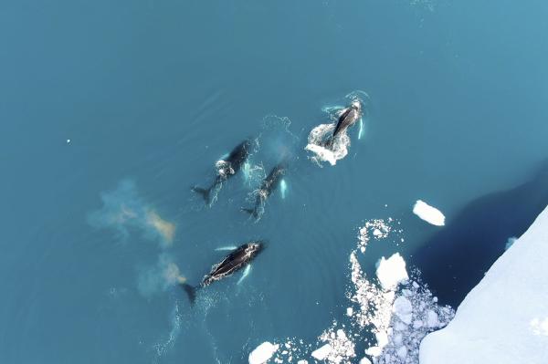 Bild 1 von 10: Buckelwale sind Profiteure der Erwärmung Grönlands - im nährstoffreichen Wasser finden sie ausreichend Nahrung.