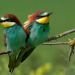 Abenteuer Wildnis