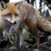 Der Fuchs und das Mädchen
