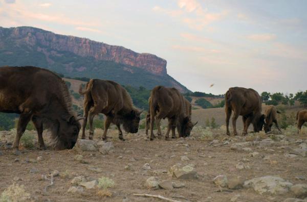 Bild 1 von 6: Im Reservat Studen kladenets bemüht man sich seit 2013 um die Wiederansiedlung des Europäischen Bisons. Mit Erfolg: Heute ziehen wieder rund 30 Tiere durch die östlichen Rhodopen.