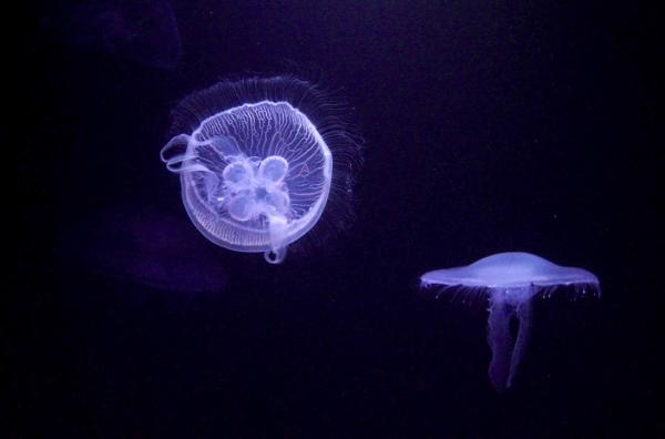 Bild 1 von 5: Die Ohrenqualle ? Aurelia aurita ? ist eine der am weitesten verbreiteten Quallen der Welt.