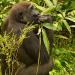 Gorilla, Gorilla, Gorilla