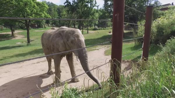 Bild 1 von 3: Elefant Tamo aus dem Kronberger Opel-Zoo steht das große Wiegen bevor.