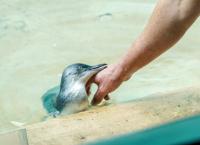 Bronx Zoo - Tierpark der Superlative