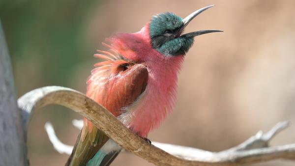 Bild 1 von 4: Vögel haben fast alle Lebensräume der Erde erobert. Dabei haben sie eine große Vielfalt an Farben, Größen und Verhaltensweisen entwickelt.