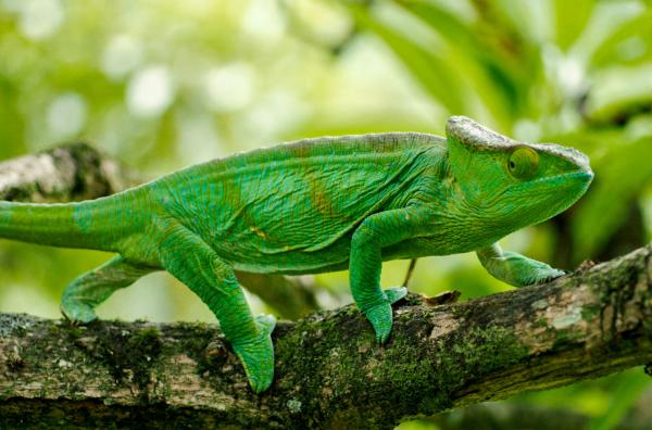 Bild 1 von 4: Eins mit der Umgebung: Chamäleons sind bekannt für ihr enormes Anpassungstalent ...