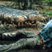 Crocodile II