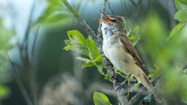 Bild 1 von 8: Drosselrohrsänger.