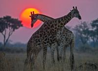 Naturwunder Okawango