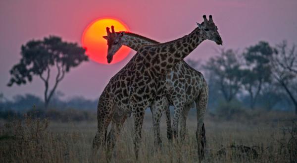 Bild 1 von 6: Zwei Giraffenbullen tragen einen Kampf im Sonnenuntergang aus.