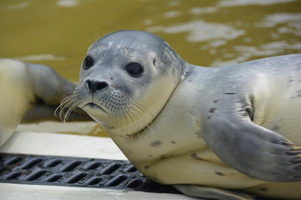 Bild 1 von 2: Ein Heuler, der ins Auswilderungsbecken darf.