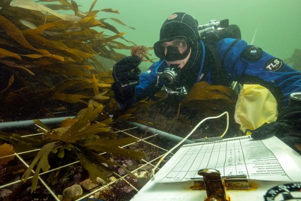 Bild 1 von 11: Wie geht es dem Algenwald vor der Küste von Helgoland? Das will der Forschungstaucher und Meeresbiologe Uli Kunz herausfinden.