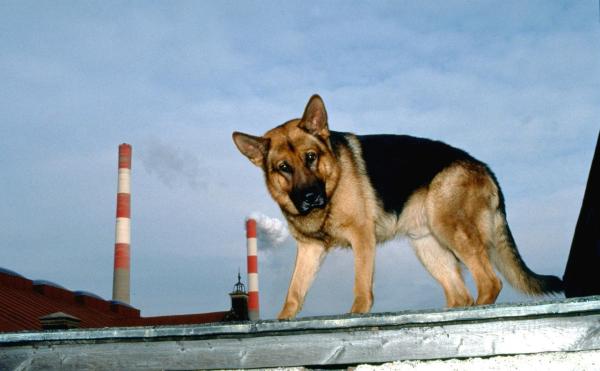 Bild 1 von 9: Im Bild: Rex beobachtet das Autorennen.