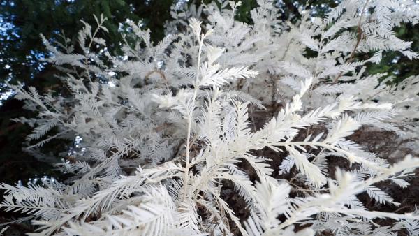 Bild 1 von 15: Sie sind etwas, was es eigentlich gar nicht geben dürfte: Albinobäume, die keine Photosynthese betreiben und dennoch wachsen.