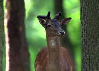 Wildes Land