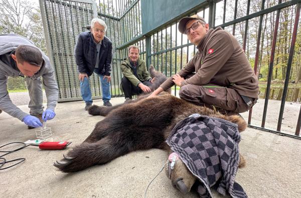 Bild 1 von 6: Frank Elstner und Matthias Reinschmidt waren dabei, als Bär Kuma kastriert wurde - die Voraussetzung für den Einzug in die Bären-Altersresidenz. Mit dabei: Stellvertretender Parkleiter Christoph Denk und Tierarzt Julian Heubeck.