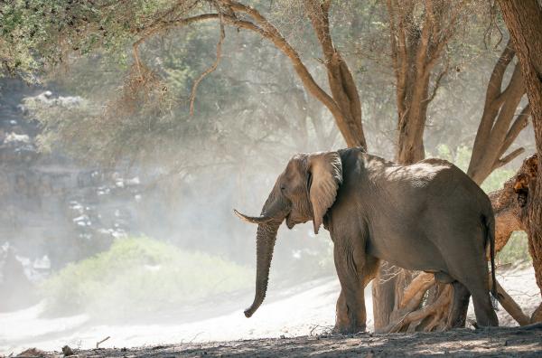 Bild 1 von 6: Ein männlicher Wüstenelefant kühlt sich im Schatten eines Anabaums nahe des Flusses Hoanib ab.
