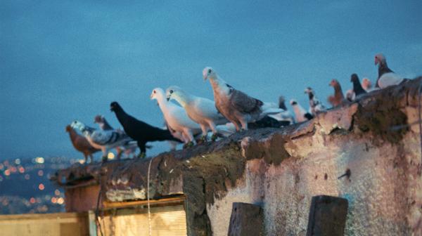 Bild 1 von 3: Libanon: Tauben auf dem Dach ihres Taubenschlags in Beirut.