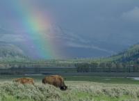 Yellowstone - Park der Extreme