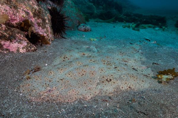 Bild 1 von 13: Der Meerengel lauert gut getarnt am Boden des Riesentangwaldes. Er kann tagelang im Sand ausharren bis ein unvorsichtiger Fisch zu nahe kommt. Dann schlägt er in weniger als einer Zehntelsekunde zu - das ist schneller als ein Wimpernschlag.