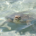 Welt der Tiere