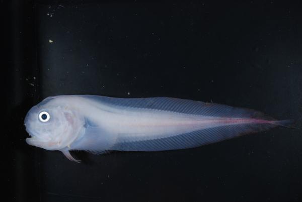 Bild 1 von 9: Ein Scheibenbauchfisch aus dem Marianengraben. Er hält mit 8178 Metern den Tiefenweltrekord bei den Fischen.