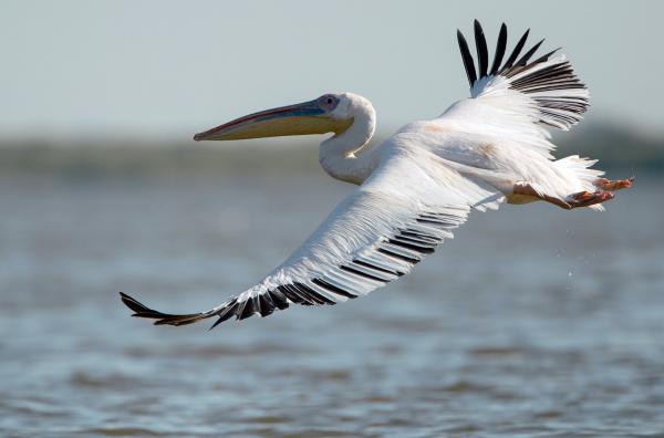 Bild 1 von 3: Viele einheimische Fischer fürchten wegen des industriellen Fischfangs, zunehmendem Tourismus und der Umweltverschmutzung um ihre Fanggründe. Im Frühjahr kehren auch noch die hungrigen Pelikane aus ihren afrikanischen Winterquartieren zurück.