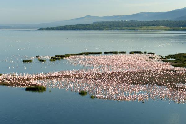 Bild 1 von 5: Die Flamingos sind im Laufe der Evolution immun gegen die giftigen Algen des Seesgeworden. Durch den Verzehr der Algen und Kleinkrebse des Sees färbt sich ihr Gefieder rosaoder orange.