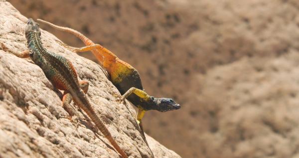 Bild 1 von 4: Plattgürtelechsen regeln Rangkämpfe meist unblutig: Das buntere Männchen gewinnt.