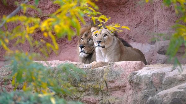 Bild 1 von 4: Wenn die Hormone verrücktspielen: Im Erlebnis-Zoo Hannover geht es derzeit um die schönste Nebensache der Welt. Löwenkater Basu und seine neue Gefährtin Zara haben sich in den vergangenen Wochen kennengelernt und ihre erste gemeinsame Zeit auf der Außenanlage verbracht. Und da ging es gleich zur Sache: Drei Tage lang haben Basu und Zara alles gegeben, um ihre eigene Art zu erhalten.