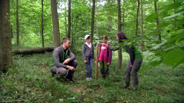 Bild 1 von 6: Im Bild: Auf den Spuren der Wildkatze.