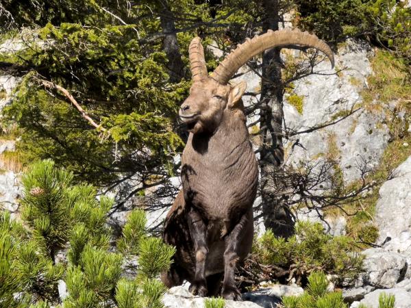 Bild 1 von 5: Ein älterer, kräftiger Steinbock an der Südseite der Benediktenwand geniesst im Herbst die Abendsonne.