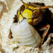 Winzige Wunder: Insekten