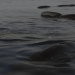 Welt der Tiere