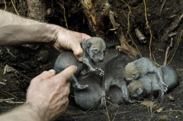 Bild 1 von 29: Im Bild: Jeder Wurf wird umfassend dokumentiert. Haarproben werden für DNA-Analysen der Wolfspopulation gesammelt, die Überlebensrate wird ab 2010 langfristig beobachtet.